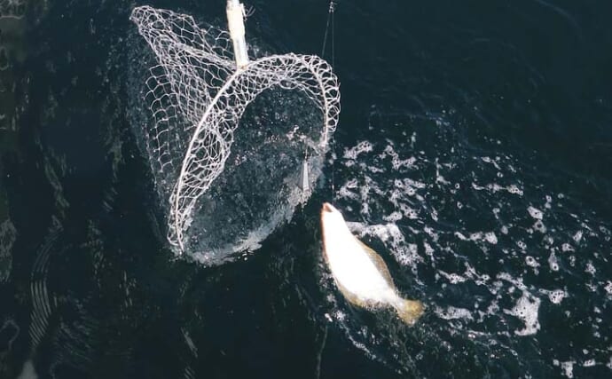 日立沖ヒラメ釣りのキホン　【タックル・活きエサの扱い・釣り方を解説】