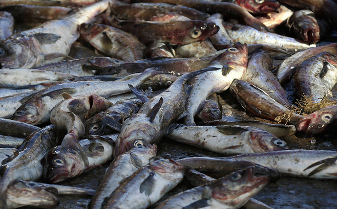庶民の味方「すり身」製品が価格高騰の予測　原材料の白身魚に異変？