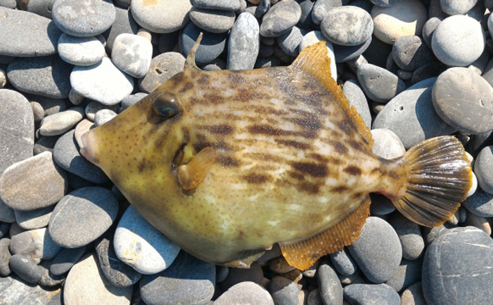 ちょっと 可愛い カワハギの生態 寝る時はおちょぼ口で海草くわえる Tsurinews