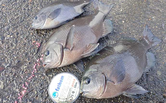 清水港フカセ釣りでメジナ複数手中　エサ取りのアイゴ対策が最重要課題
