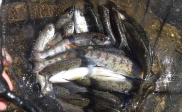 管理釣り場でアマゴのエサ釣り堪能　放流直後と食い渋り時の攻略法とは？
