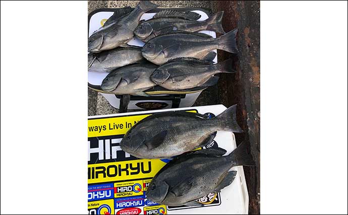 沖磯でのフカセ釣りで35cm頭にグレ数釣り成功　ガン玉打ちが的中