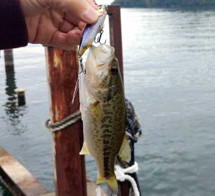 琵琶湖で「観光＋バス釣り」：近江八幡エリア　釣行とスイーツは相性抜群？