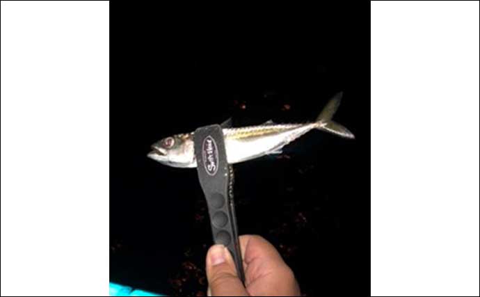 都市部と地方部で【集魚灯】アジングを実釣検証　釣り場混雑対策にも？