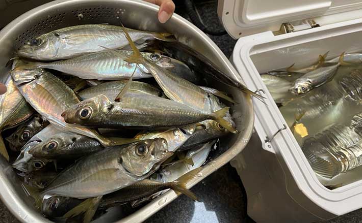 東京湾『LTアジ釣り』で153匹 エサ＆誘いパターン発見で無双状態も