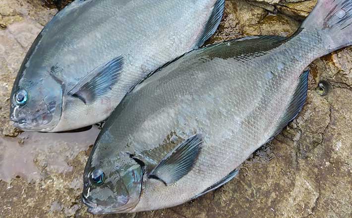 磯でのオナガグレ釣り入門 【時期・釣り方・アタリの出し方を解説
