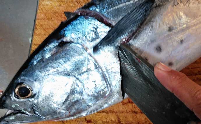 「釣り人の特権」レシピ：スマガツオの刺し身　背ビレの扱いが重要？