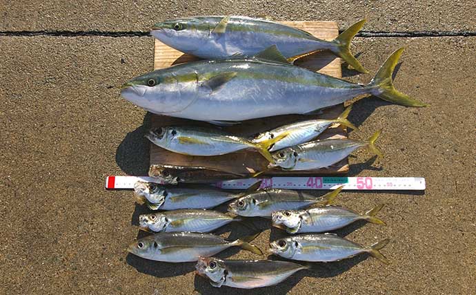 明石沖に脂ノリノリ「マアジ」回遊中　沖のサビキ釣りで尺超え含み17匹