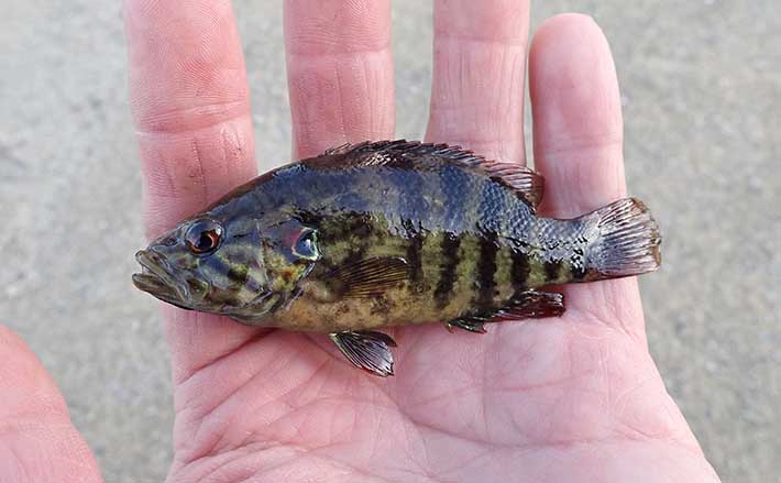 淡水在来魚「オヤニラミ」釣り入門解説 手軽に狙えて家族釣行にも好適