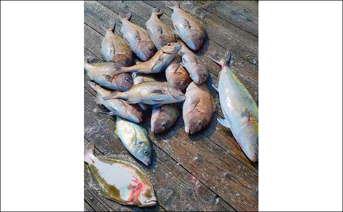 【愛知・三重】海上釣り堀最新釣果　定番のマダイ食い活発で数釣り有望