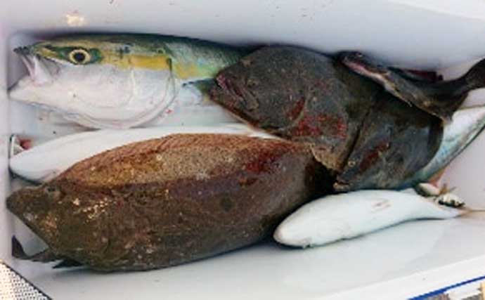 【愛知・三重】沖のエサ釣り最新釣果　泳がせ開幕で青物に良型ヒラメ快釣
