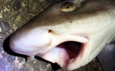 冬の東京湾で陸っぱり「怪魚」釣りのススメ　実は簡単な「ベイシャーク」狙い