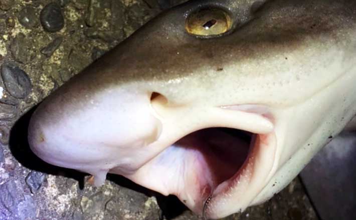 冬の東京湾で陸っぱり 怪魚 釣りのススメ 実は簡単な ベイシャーク 狙い Tsurinews