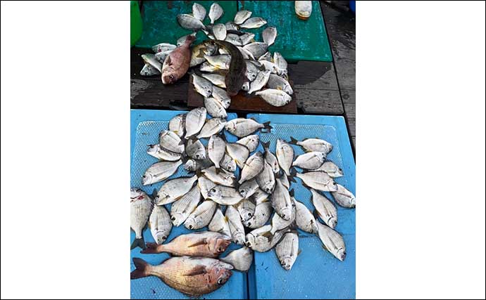【三重】イカダ＆海上釣り堀最新釣果　85cm頭にブランドマダイが絶好調