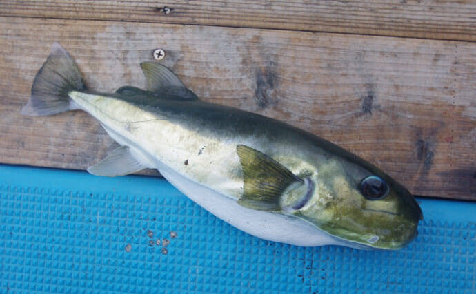 サバフグ被害は釣り人だけにあらず　トラフグ漁への影響が不安視