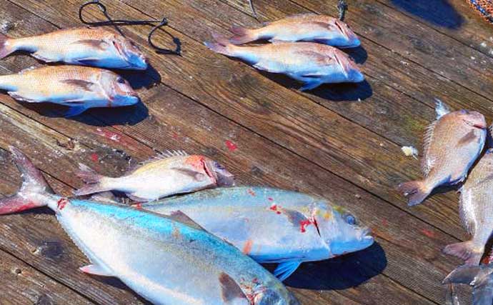 【三重】イカダ＆海上釣り堀最新釣果　良型頭にクロダイの数釣り継続中