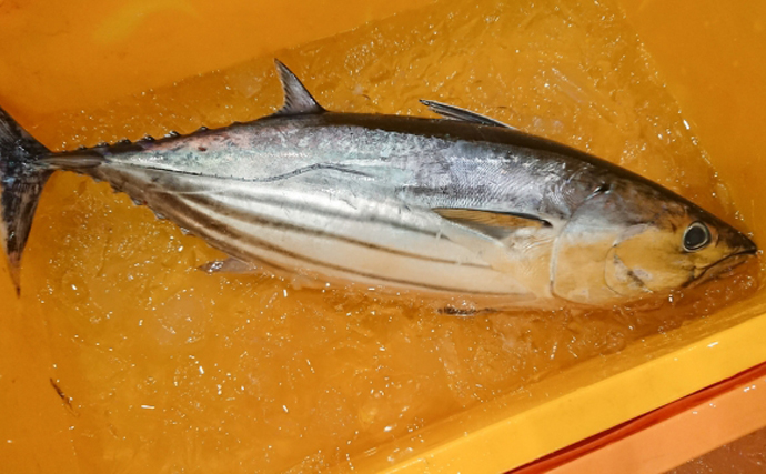 西伊豆の「正月魚」は塩漬けのカツオ　理由はまさかのダジャレ？
