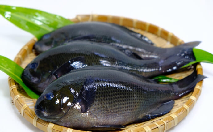大阪の一部でお正月に「メジナ」を食す習慣　「黒字」への願いが理由？