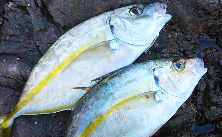 磯から狙うシマアジ釣りの極意 【フカセ釣りでの攻略法を徹底解説