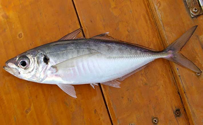 明石沖に脂ノリノリ「マアジ」回遊中 沖のサビキ釣りで尺超え含み17匹