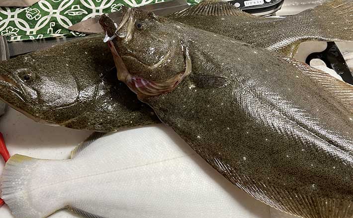 全面解禁直前のヒラメ釣りで10匹定量達成 船中7kgのモンスターも顔出し
