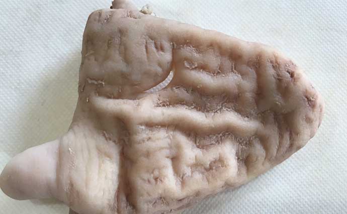 釣り人的「食品ロス」削減レシピ　ヒラマサの【胃袋】の酢の物