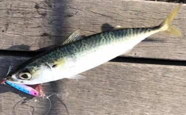 都市部ベイサイドの公園でショアジギング成立　30cm級サバ連発