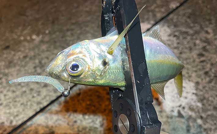 陸っぱりナイトアジングゲームでアジ3尾 拾ったワームでまさかの連発 Tsurinews