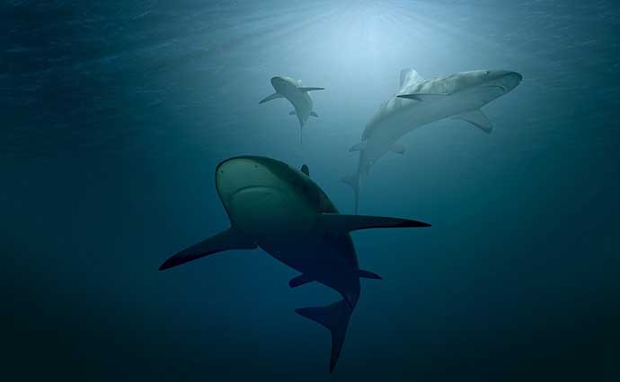 意外と知らない海の生物のコト　今後も続々と新種が発見されていく？