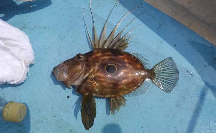 今が旬のマトウダイ 名前の由来は 馬の頭 か 的 か諸説あり Tsurinews