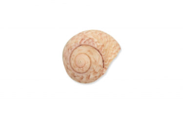 貝塚から大量に出土する巻貝が【日本最古の調味料】の原材料の可能性？