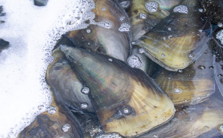 貝柱の王様『タイラギ』が旬 潜水漁は日本屈指の過酷さと話題 | TSURINEWS