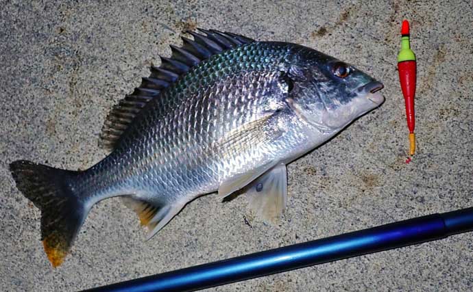 ノベザオで楽しむ『アジ一本釣り』のススメ　独特過ぎる釣り味とは？