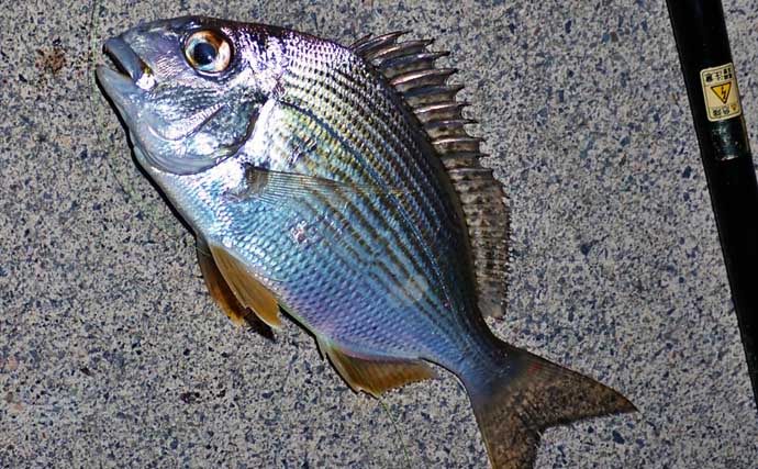 ノベザオで楽しむ アジ一本釣り のススメ 独特過ぎる釣り味とは 釣りまとめアンテナ