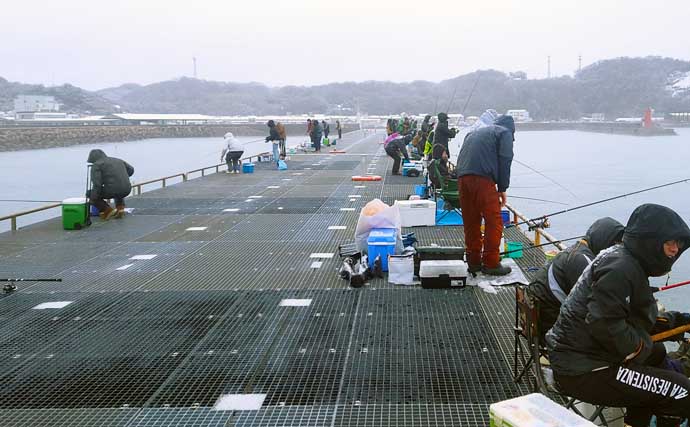 豊浜海釣り公園でサビキ釣り　雪中釣行でマイワシ109匹にサッパ40匹