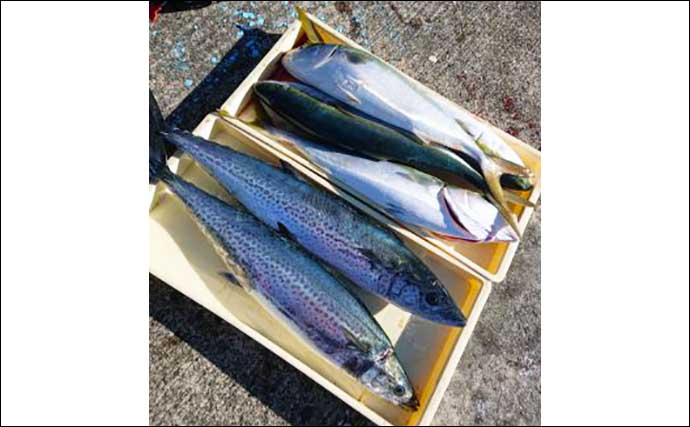 【愛知】沖釣りの最新釣果　サワラやヒラメ交じりワラサが各地で連発中