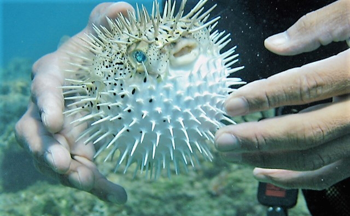 トラ年にちなんだサカナたち 「虎魚」「魚虎」「鯱」全部読める