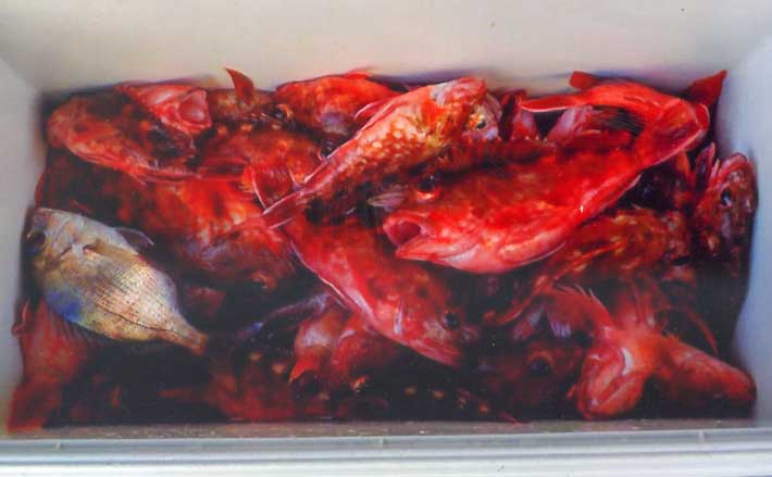 釣り 磯フカセ釣りで42cm口太グレ手中【三重・尾鷲】 ラスト1投でドラマ到来