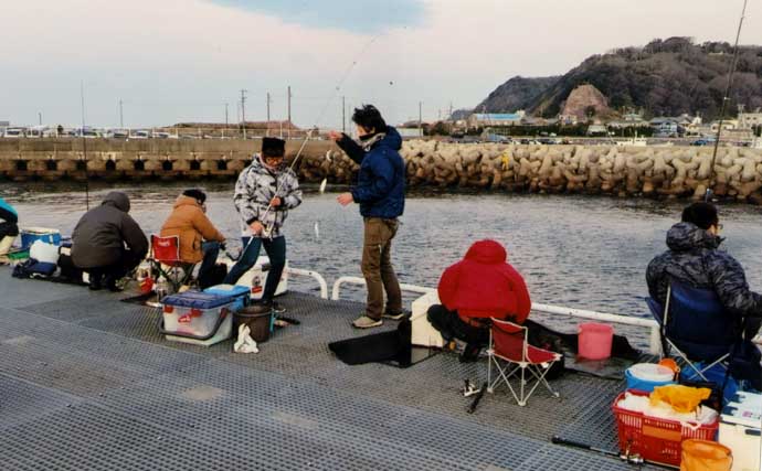 豊浜釣り桟橋でのサビキ釣りでマイワシ301匹爆釣　夜明けから時合い突入