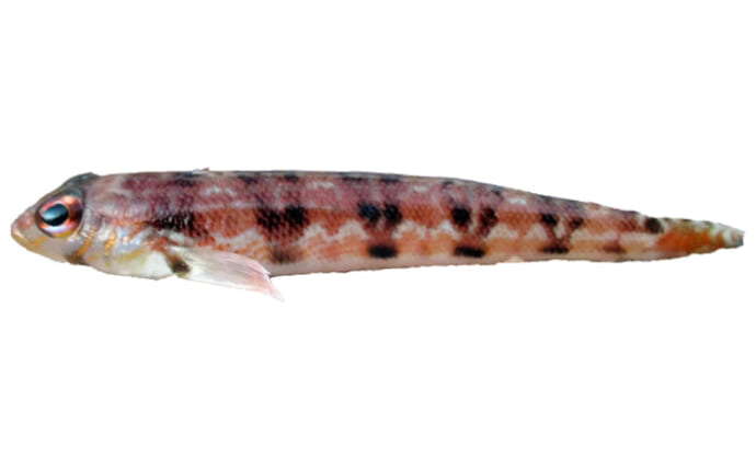 有名過ぎるゲスト魚「トラギス」は冬が旬　西での呼び名は「とらはぜ」？