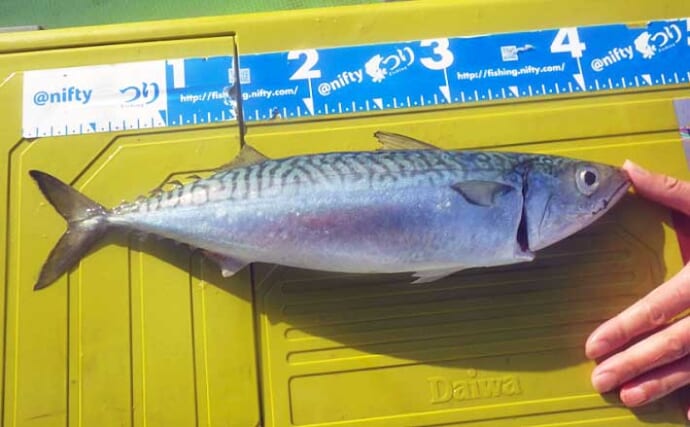 極上の脂ノリ『寒サバ』釣りで入れ食い堪能　極寒対策はタンタンメン？