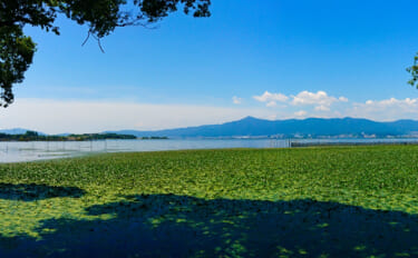 琵琶湖の厄介者『外来水草』が堆肥に変身　瀬戸内のオリーブを救った？