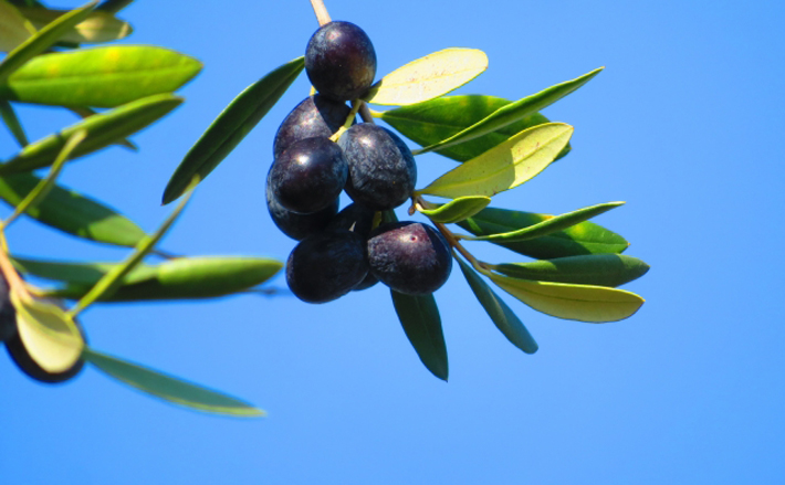 琵琶湖の厄介者『外来水草』が堆肥に変身　瀬戸内のオリーブを救った？