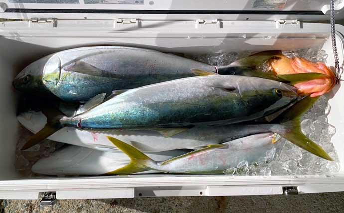 【福岡】沖のルアー最新釣果　寒ブリジギングで10kg超え含み良型続々