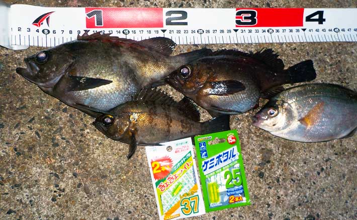 のべ竿で楽しむ堤防メバル釣り モエビエサで26cm含め本命3匹手中