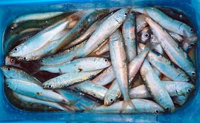 桟橋サビキ釣りでマイワシ爆釣　多点掛け連発で100匹超え釣果はザラ