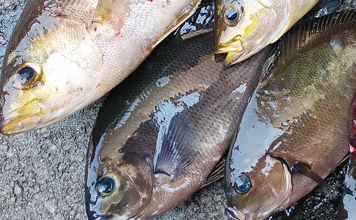 磯フカセ釣りで40cm超え頭に良型クロ2桁釣果 好ゲストにイサキとサバ