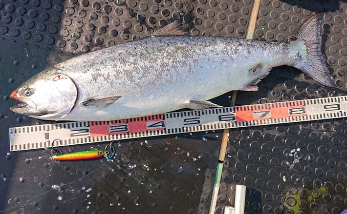 ジギングに必需品の Peライン とリーダーの関係 ルアー直結はng Tsurinews