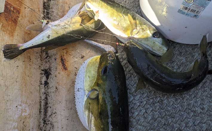 ボート釣りで サバフグ地獄 プロの判断 処理で食せば美味天国 Tsurinews Part 3