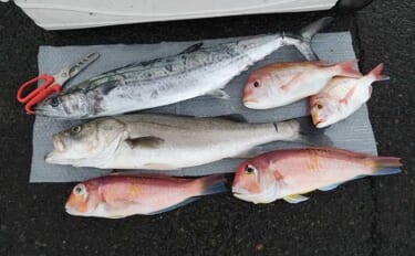 京都のブランド魚「若狭グジ」と「京サワラ」を沖のルアー釣りで狙う
